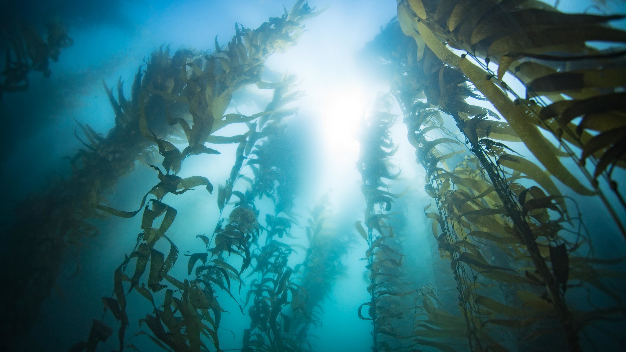 Meer und Kelp, Carlifornia Sea Grant auf Flickr. Online unter: https://www.flickr.com/photos/caseagrant/46267906622